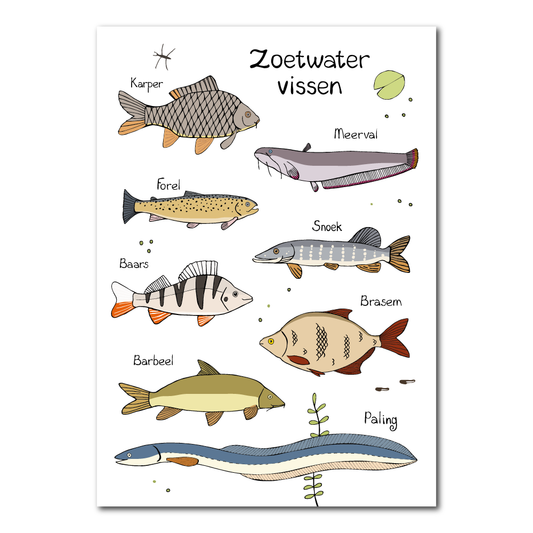 Zoetwater vissen | Poster